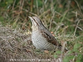 wryneck, wrynecks, british-4